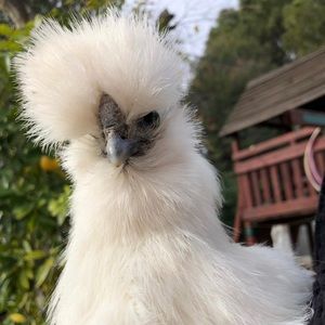 Meet your Posher, Lindsey